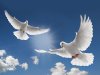 white-dove-flying-picture-hd-desktop-wallpapers.jpg