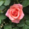 sony rose