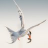 Pigeon62