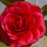 Camellia Dương