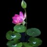 Caonguyen5678