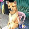 Hieu.nq