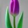 tuliptimt