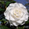 Camellia