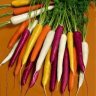 Carrot