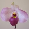 phong_hue