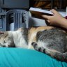 lazycat2113