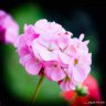 trungphuong55