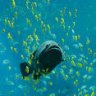 raumuongus
