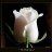 poppy_chip