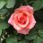 sony rose
